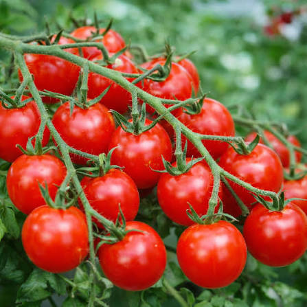 TOMATE TYPE SALADE A PARTIR DE 40Kg (SOUBRE)