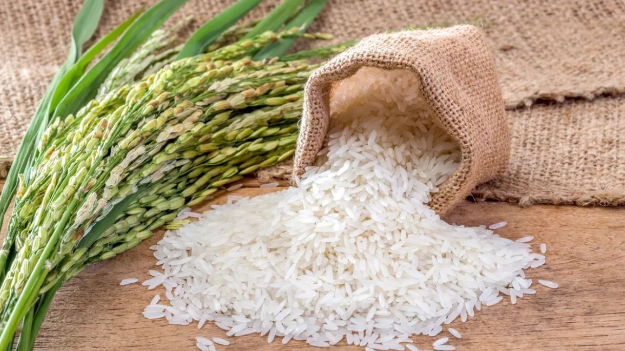 RIZ LOCAL PREMIUM  (JT11 C10 C26) A PARTIR DE 500Kg